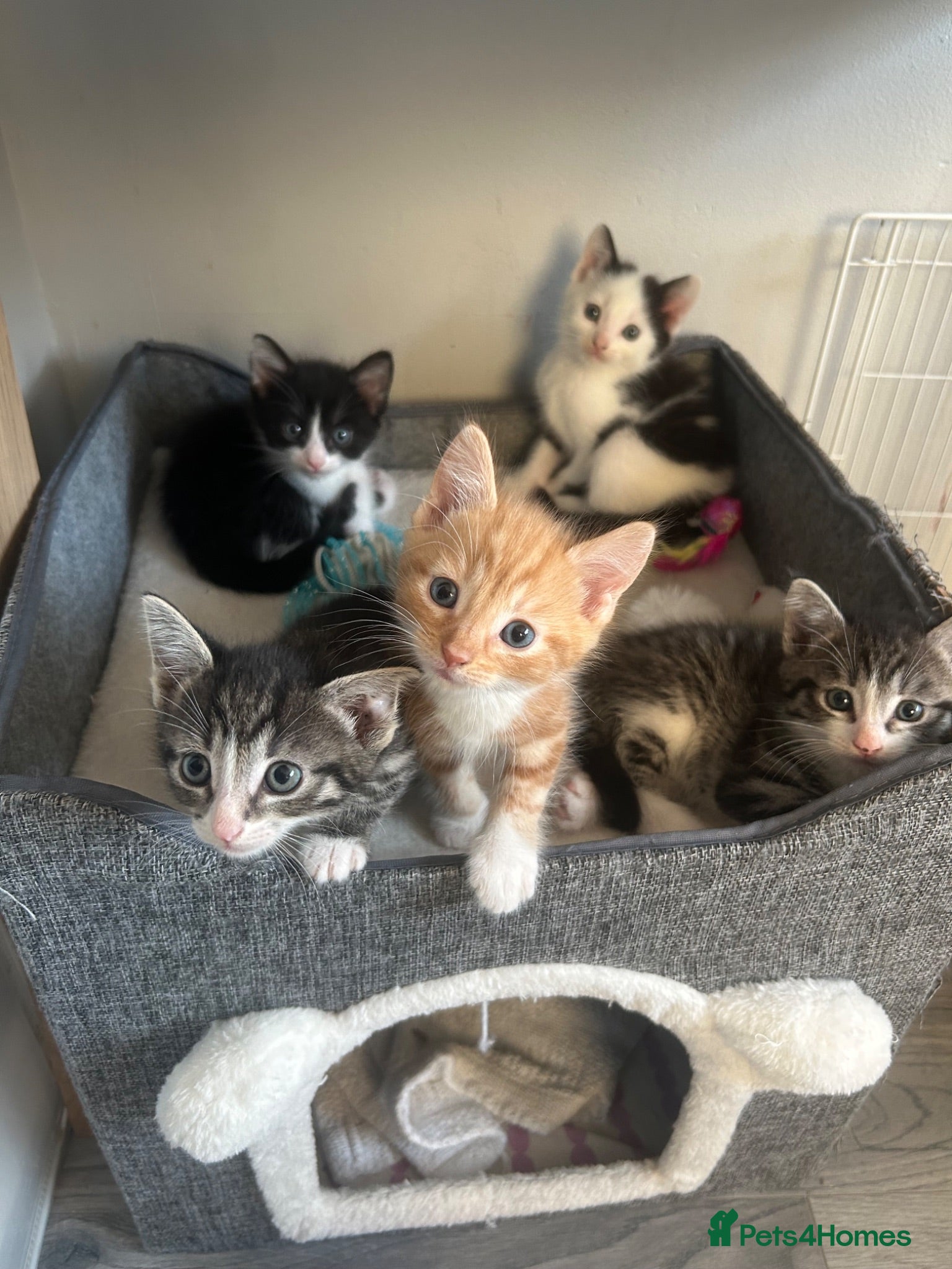 Mixed Breed cats Gorgeous vaccinated Kittens 🐱❤️ - Advert 12