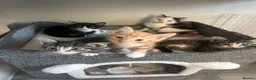 Mixed Breed cats for sale: Beautiful Kittens Looking for Forever Homes 🐱❤️ - Advert 4