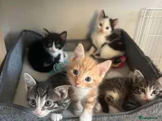 Mixed Breed cats Gorgeous vaccinated Kittens 🐱❤️ - Advert 12