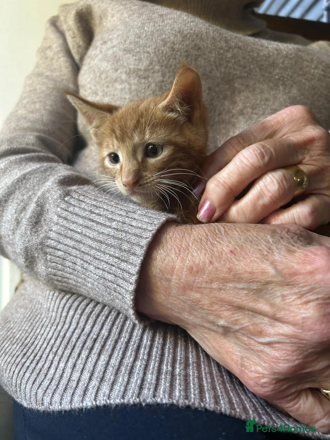 Mixed Breed cats for sale: Maine coon cross kittens - ginger, tabby and black in Ashford - Advert 2