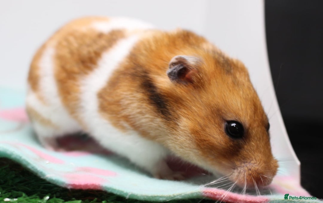 Hamster rodents for sale: 2 beautiful female Syrian hamsters  - Advert 3