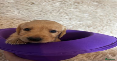 Cockerdor dogs - Advert 1