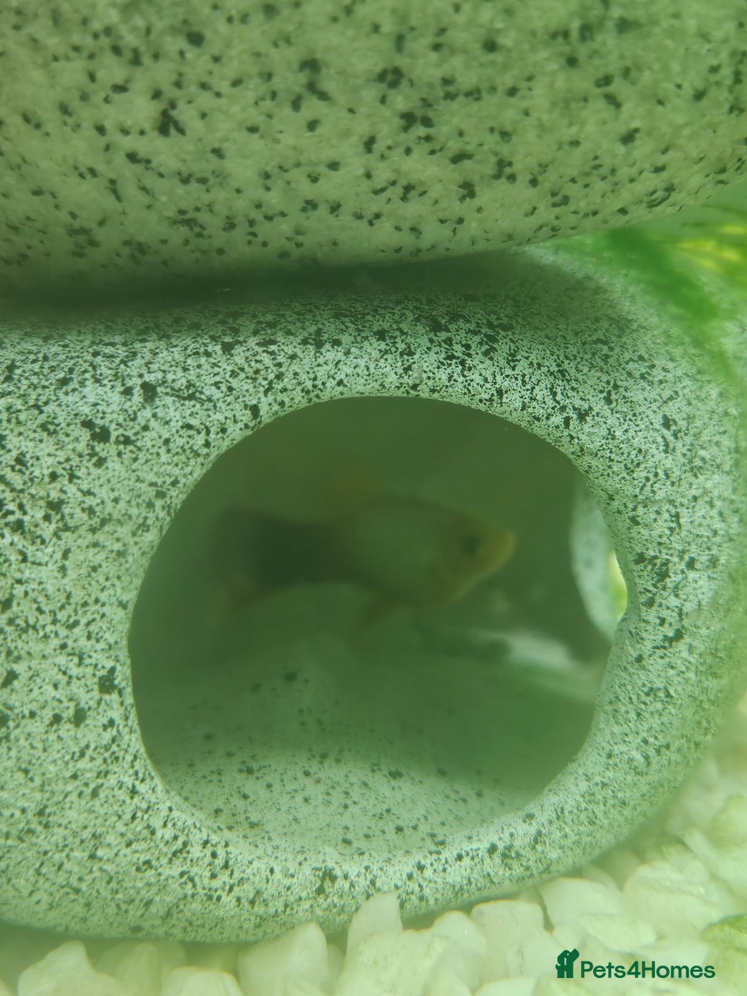 Other/Mixed Breed fish for sale: Fish, Frogs and Tank for sale  - Advert 13