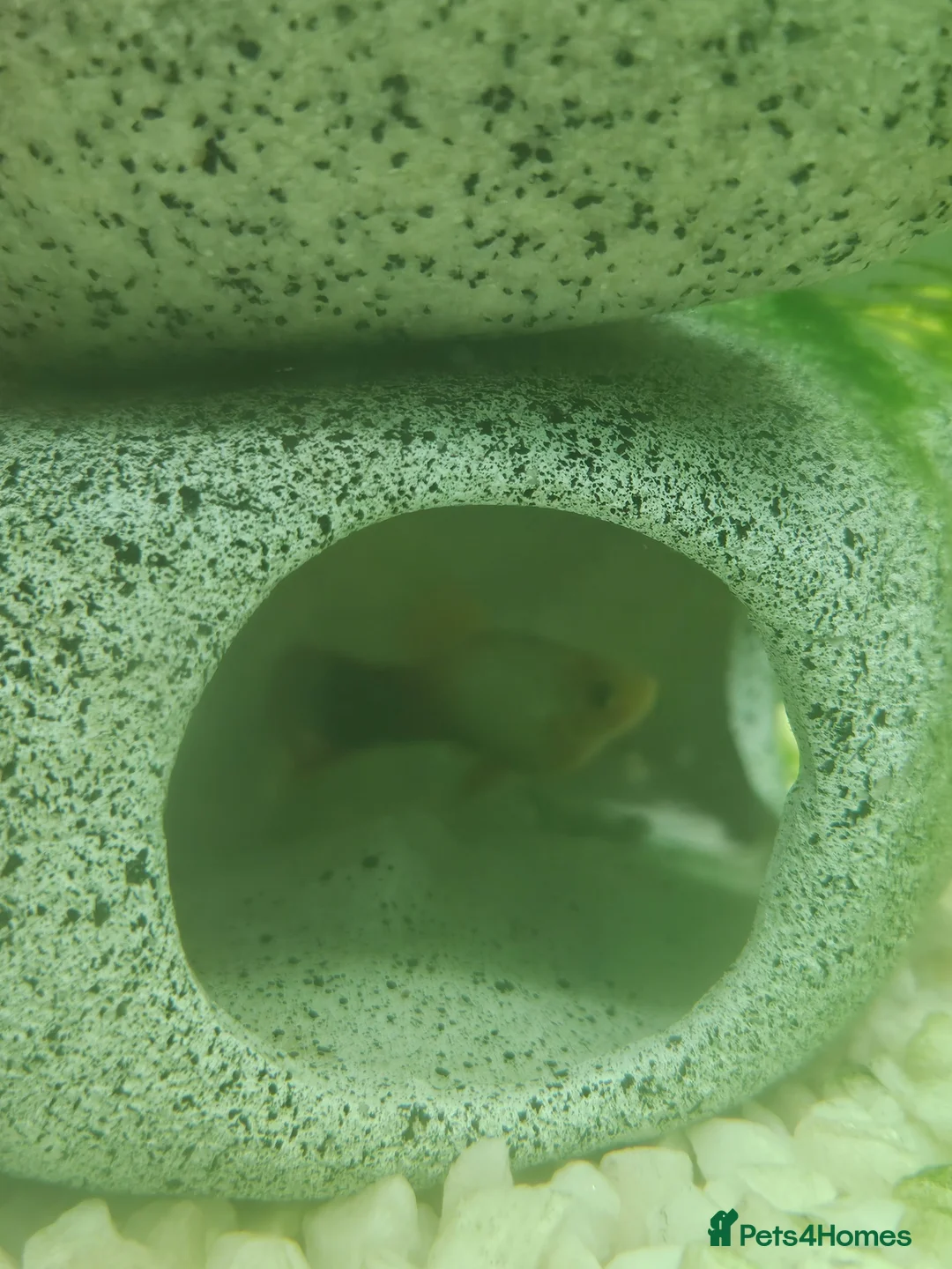 Other/Mixed Breed fish for sale: Fish tank, stand, Frogs and fish all for free  - Advert 13