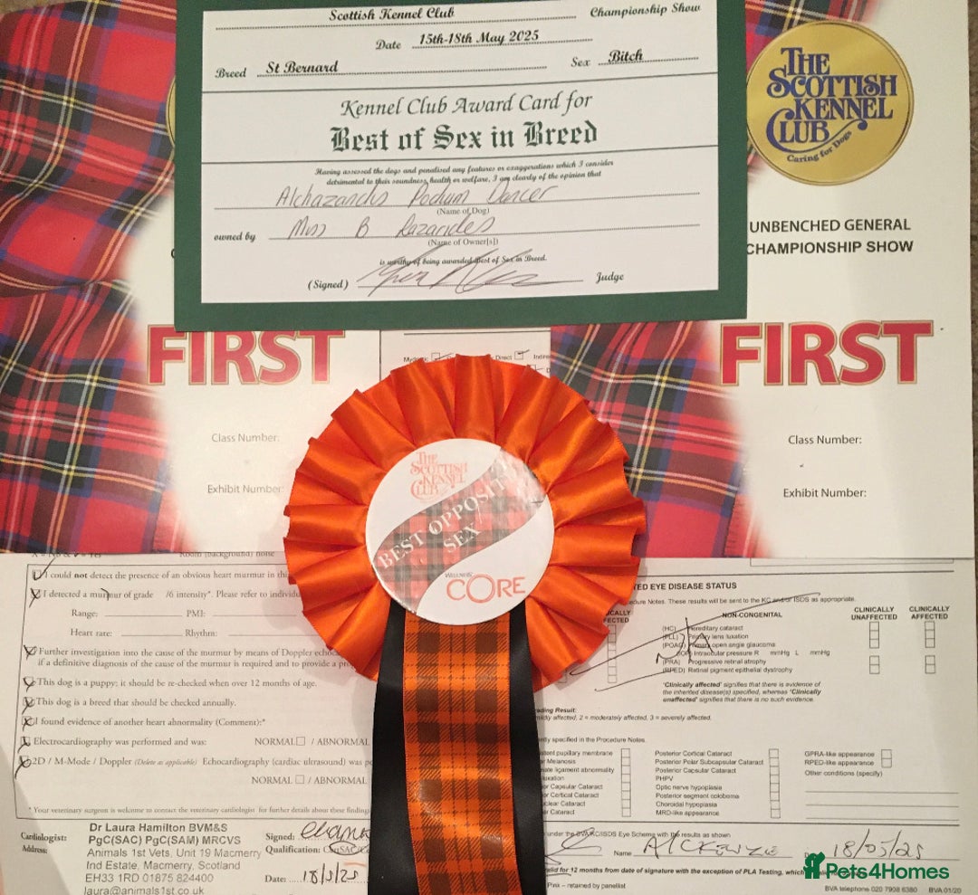 Saint Bernard dogs for sale: KC Reg Pups To Approved Homes. Health-tested line. - Advert 16