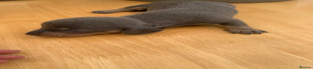 Dachshund Puppy 3