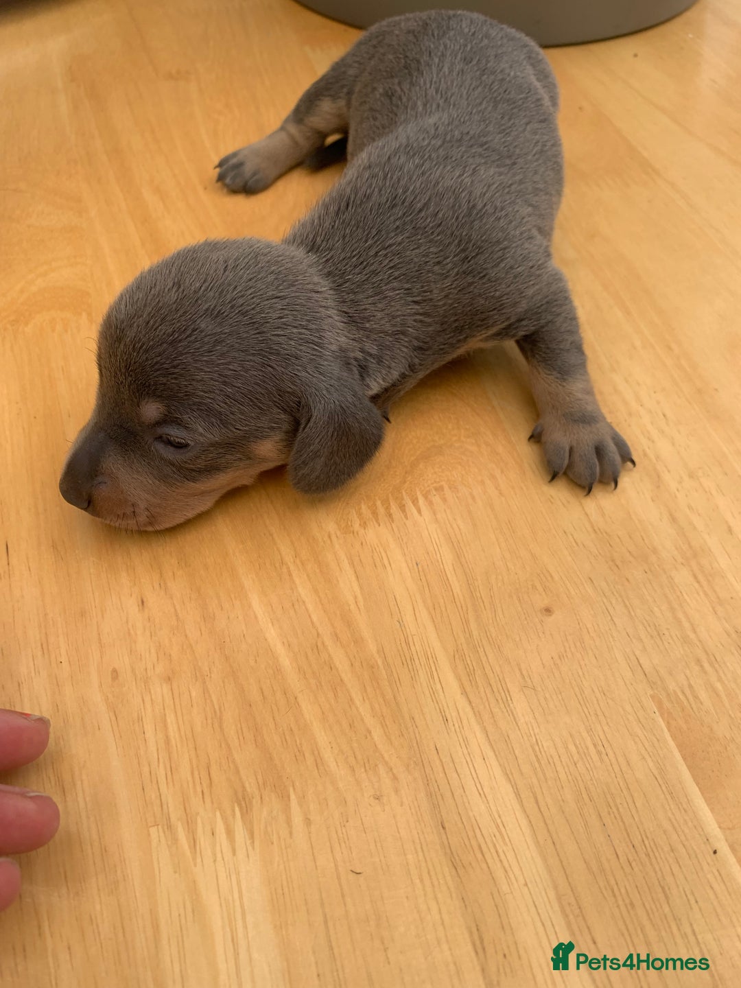 Dachshund dogs for sale: Miniature dachshunds  - Image 18