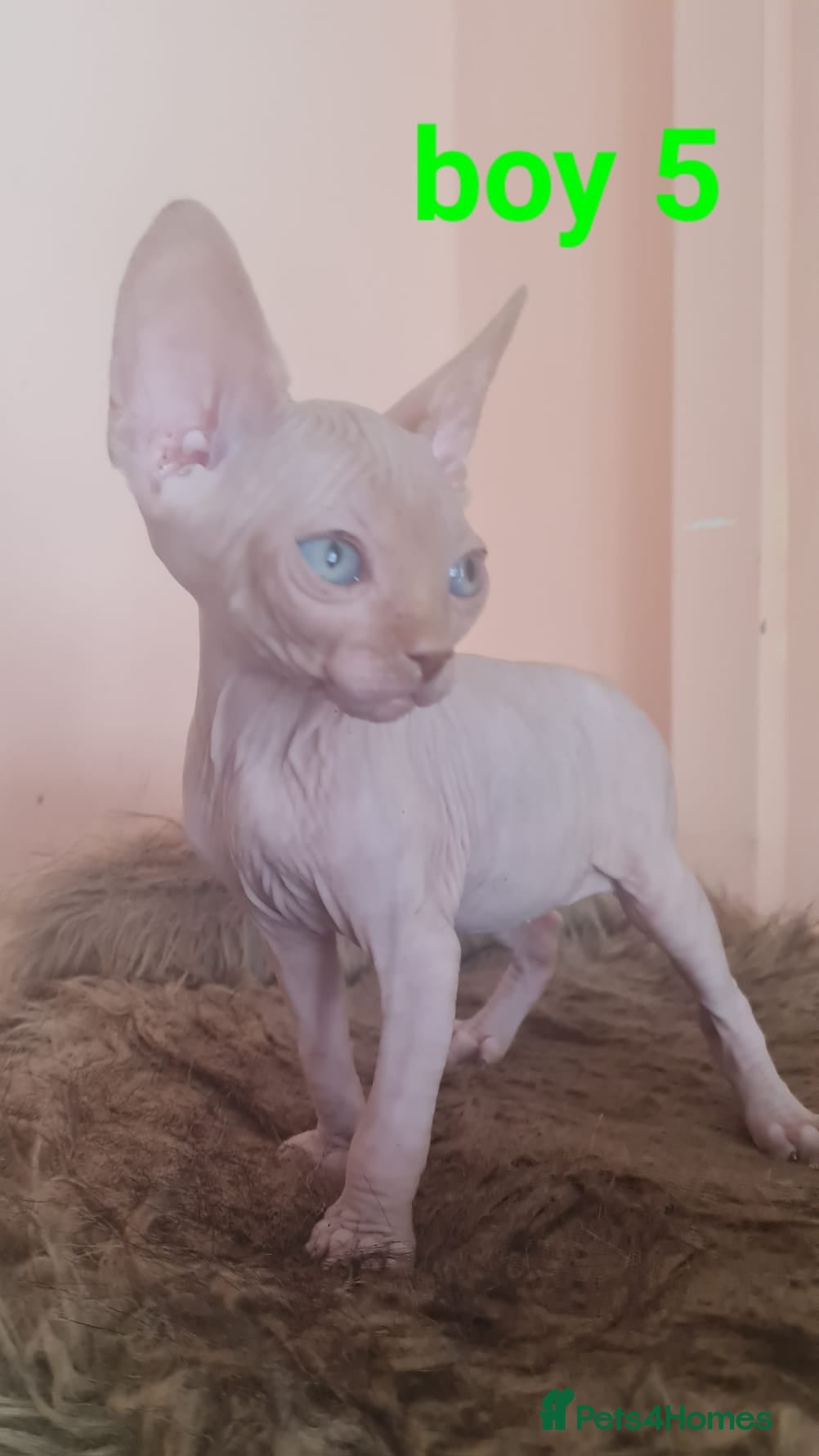 Sphynx cats Last 2 boys avalaible – Raised in Family Home - Advert 1