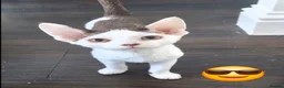 Devon Rex cats for sale: Darling Devons  - Advert 1