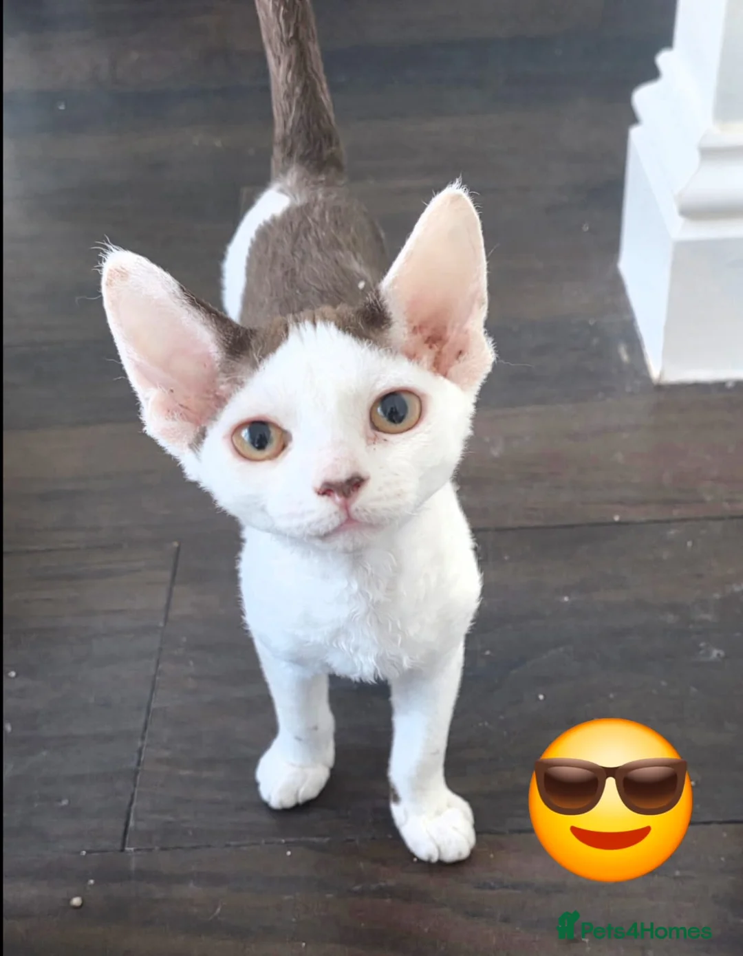 Devon Rex cats for sale: Darling Devons  - Advert 1