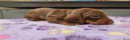 Miniature Dachshund dogs for sale: Stunning KC registered minature Dachshund - Advert 19