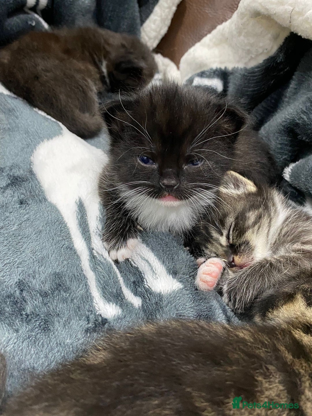 Mixed Breed cats for sale: Beautiful female kitten looking for new home - Advert 5