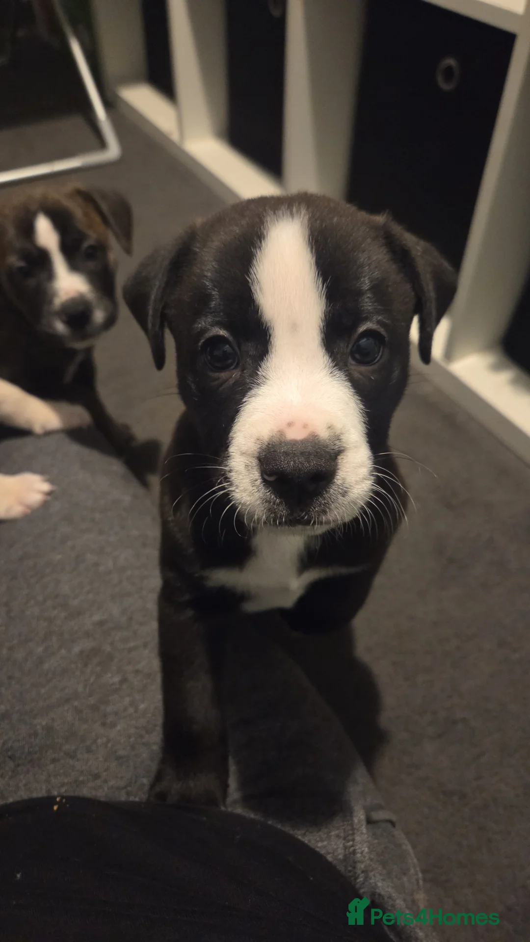 Mixed Breed dogs for sale: cane course + staffy  - Advert 3