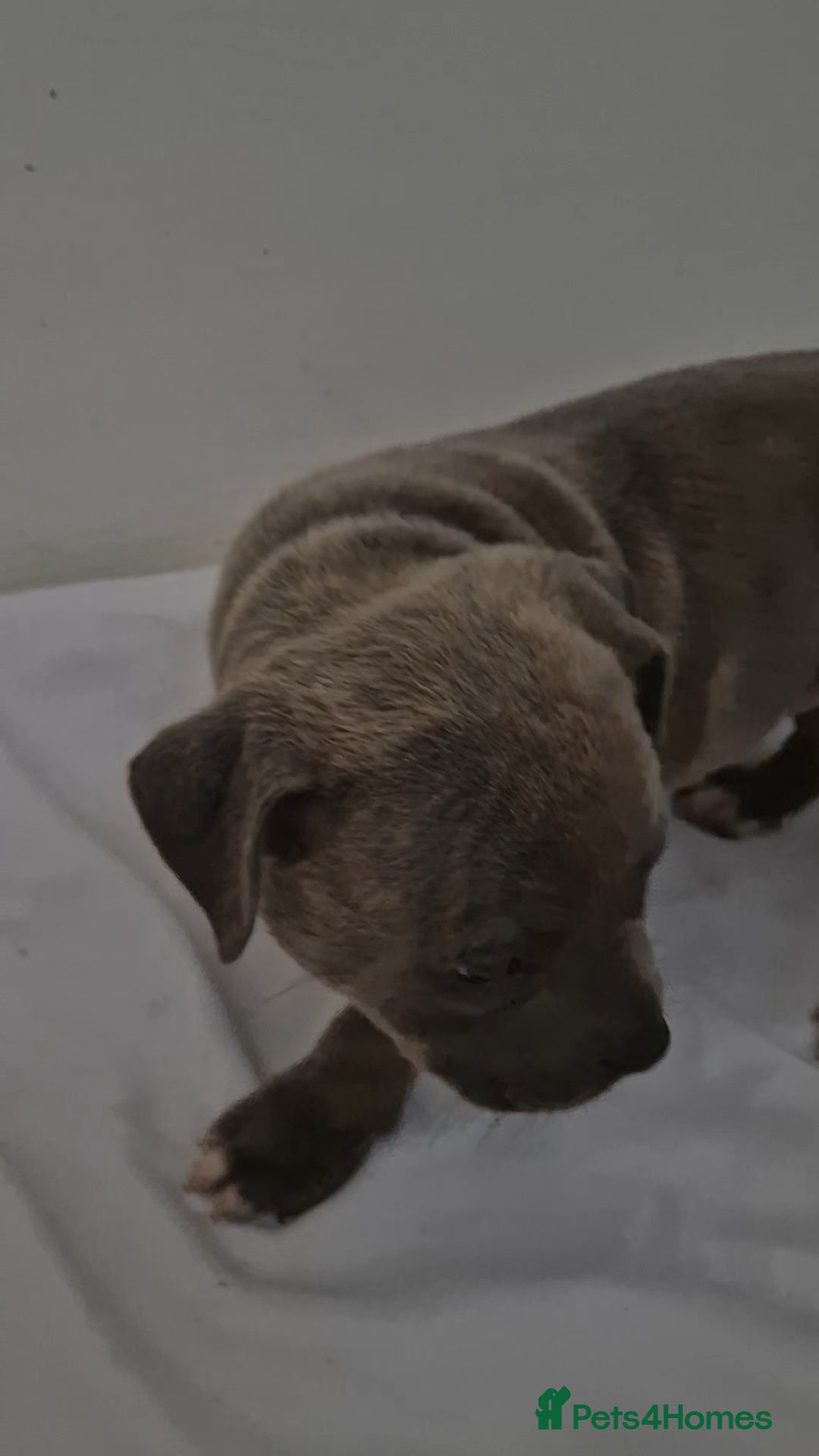 Staffordshire Bull Terrier dogs for sale: Blue Staffs £1,100 Deposit is £245 - Image 26