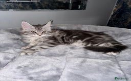 Maine Coon cats for sale: Stunning Maine Coon Girl Kittens Ready Now  - Image 3