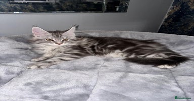 Maine Coon cats - Advert 6