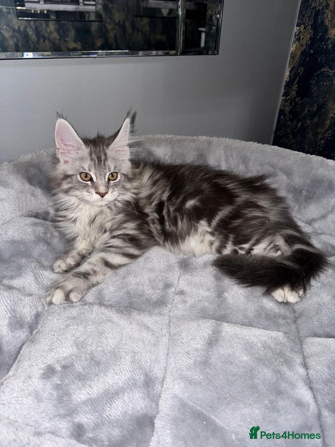 Maine Coon cats for sale: Stunning Maine Coon Girl Kittens Ready Now  - Image 3