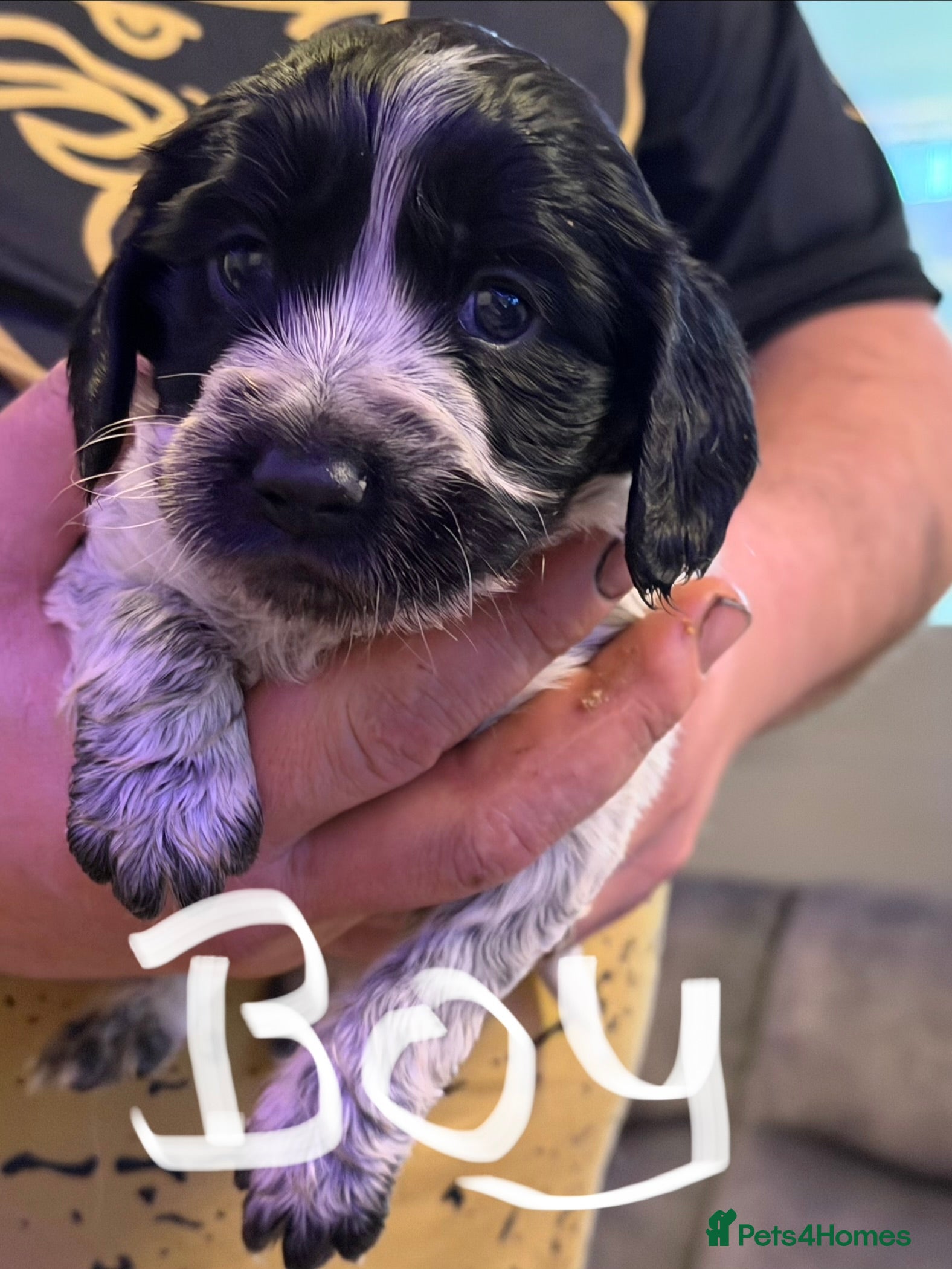 Sprocker dogs Sprocker puppies  - Advert 1