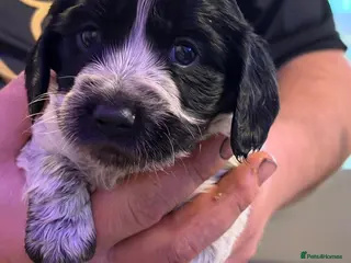 Sprocker dogs Sprocker puppies - Advert 1