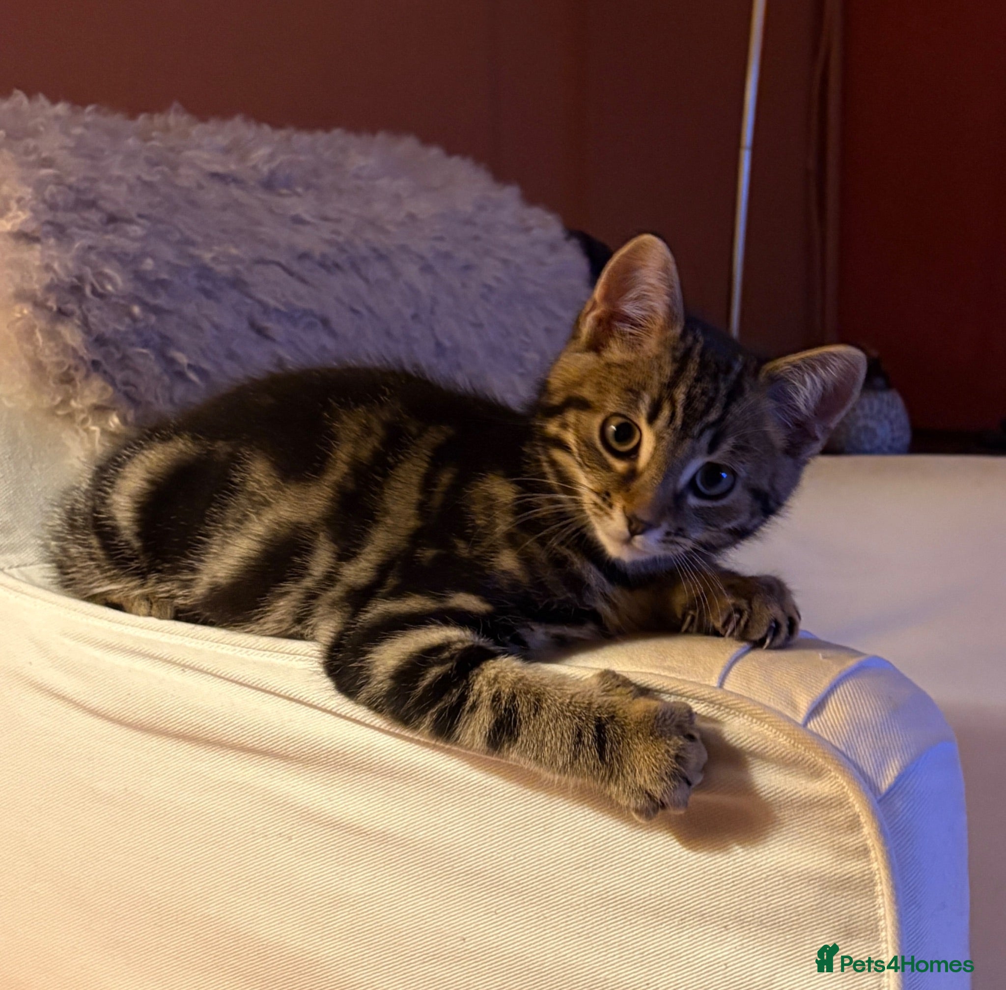British Shorthair cats British Shorthair Cross - Advert 1