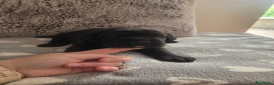 Cane Corso 1