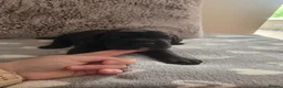 Cane Corso dogs for sale: Pure Bred Cane Corso Pups - Advert 2