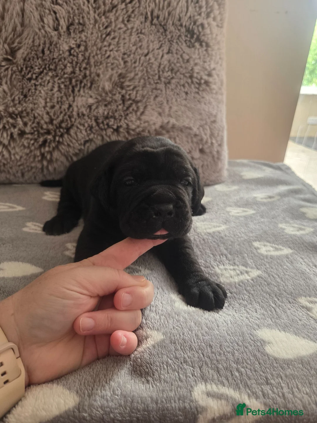 Cane Corso dogs for sale: Pure Bred Cane Corso Pups - Advert 2