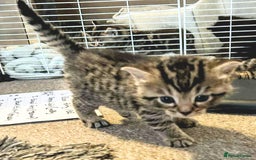 Mixed Breed cats for sale: Bengal mix - Image 5