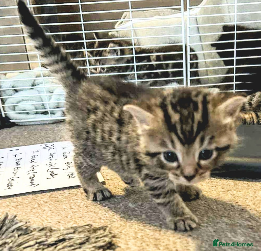 Mixed Breed cats for sale: Bengal mix - Image 5