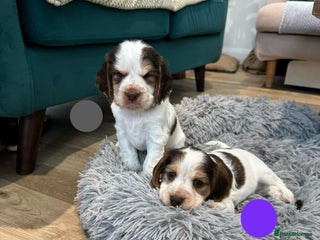 Cocker Spaniel dogs Fantastic Show / Working Cocker Spaniels - Advert 2