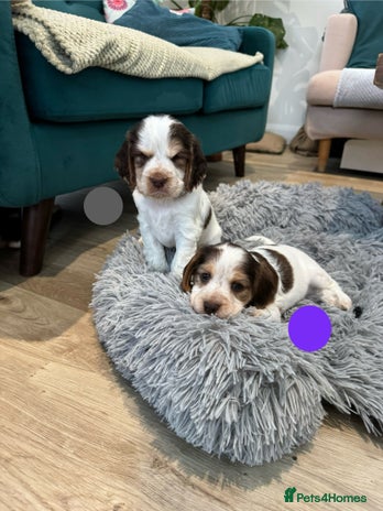 Cocker Spaniel dogs Fantastic Show / Working Cocker Spaniels - Advert 3