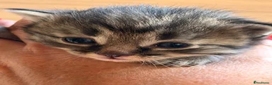 Kitten 4