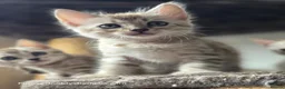 Bengal cats for sale: Rare Cashmere & Short Hair Bengals  - Advert 12