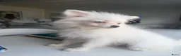 Pomeranian dogs for sale: White Pom blue eyes  - Advert 4