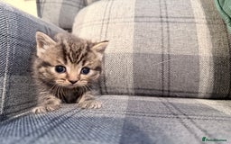 Mixed Breed cats for sale: British shorthair cross kittens - Image 7