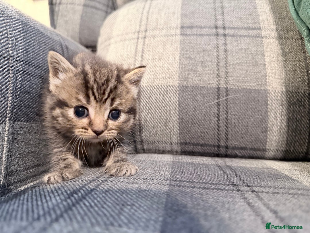 Mixed Breed cats for sale: British shorthair cross kittens - Image 7