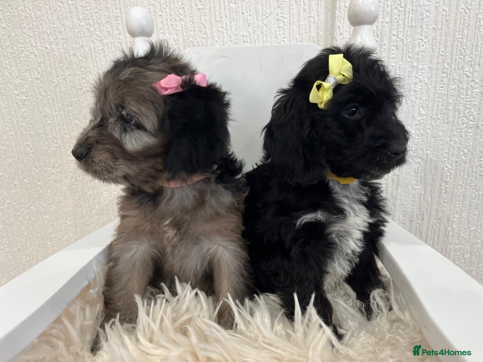 Cockapoo dogs  F1 Cockapoo Puppies 2 Girls Available ! - Advert 17