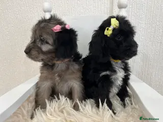 Cockapoo dogs F1 Cockapoo Puppies 2 Girls Available ! - Advert 17