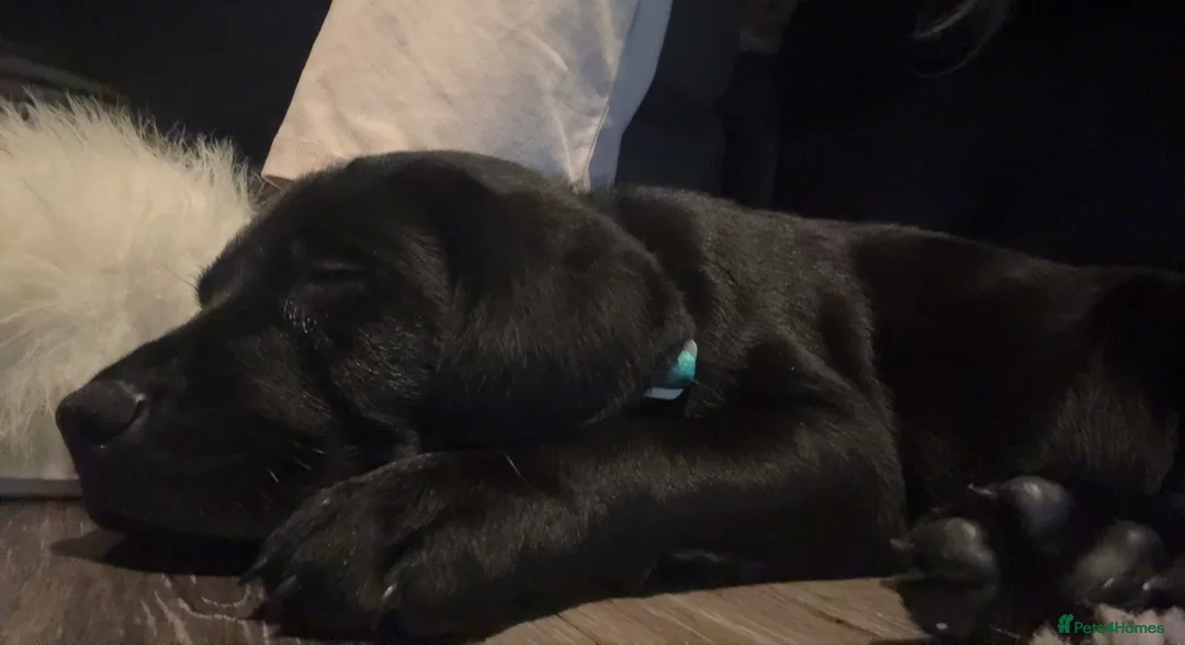 Labrador Retriever dogs for sale: labour retriever puppy  - Advert 3