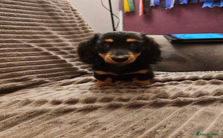 Dachshund dogs - Advert 1