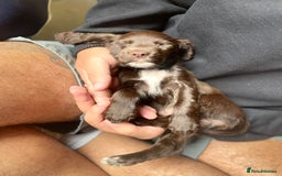 Cockapoo dogs for sale: READY NOW..!  cockapoos *1 girl 2boys* - Image 2