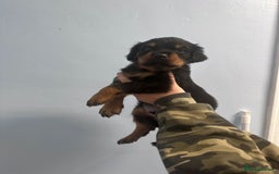 Rottweiler dogs for sale: 🐾 Pure Bred Rottweiler Puppies 🐾 - Image 8