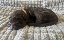 Cockapoo dogs for sale: Cockapoo pups 🐶 health screened parents  - Image 3