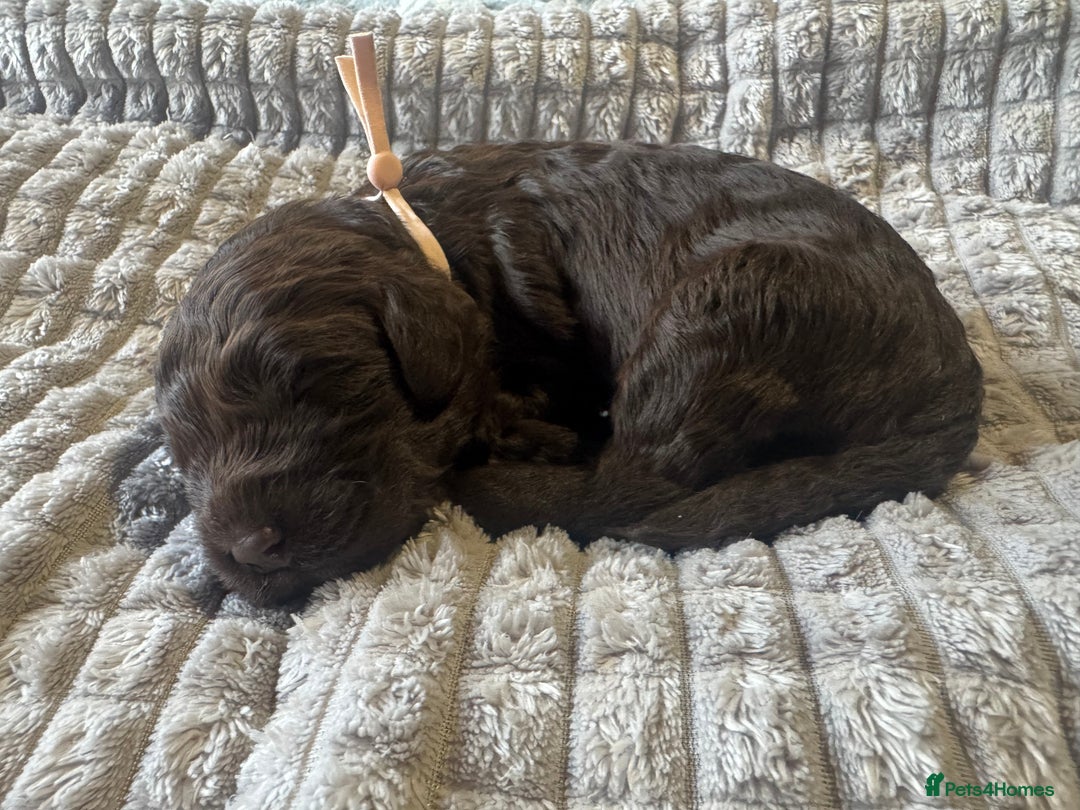 Cockapoo dogs for sale: Cockapoo pups 🐶 health screened parents  - Image 3
