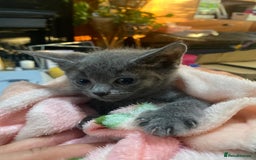 Domestic Shorthair cats for sale: Beautiful grey kittens - Image 4