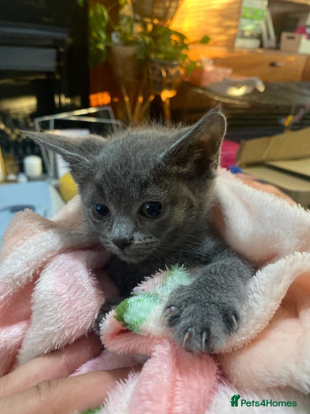 Domestic Shorthair cats for sale: Beautiful grey kittens - Image 4