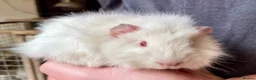 Guinea Pig rodents for sale: 10 week old male guinea pigs in Torrington - Advert 5