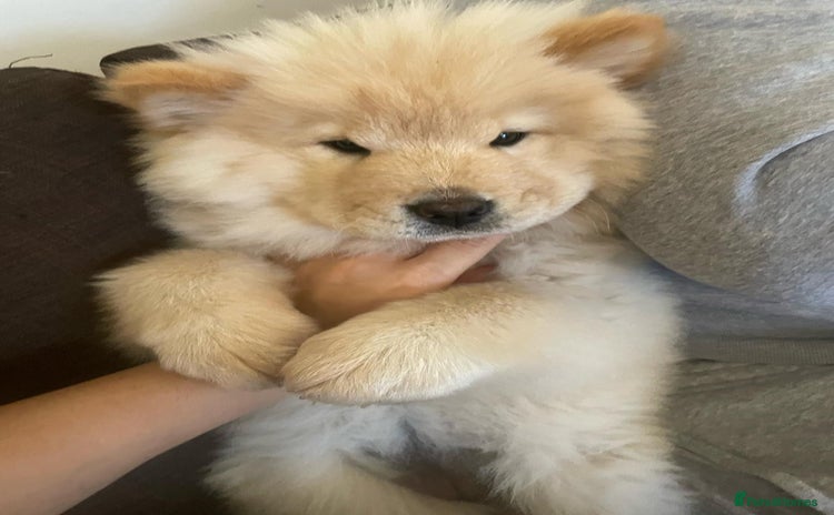 Chow Chow dogs - Advert 1