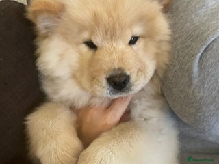 Chow Chow dogs - Advert 20