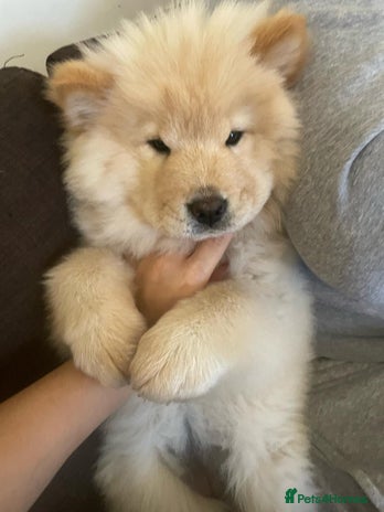 Chow Chow dogs - Advert 1